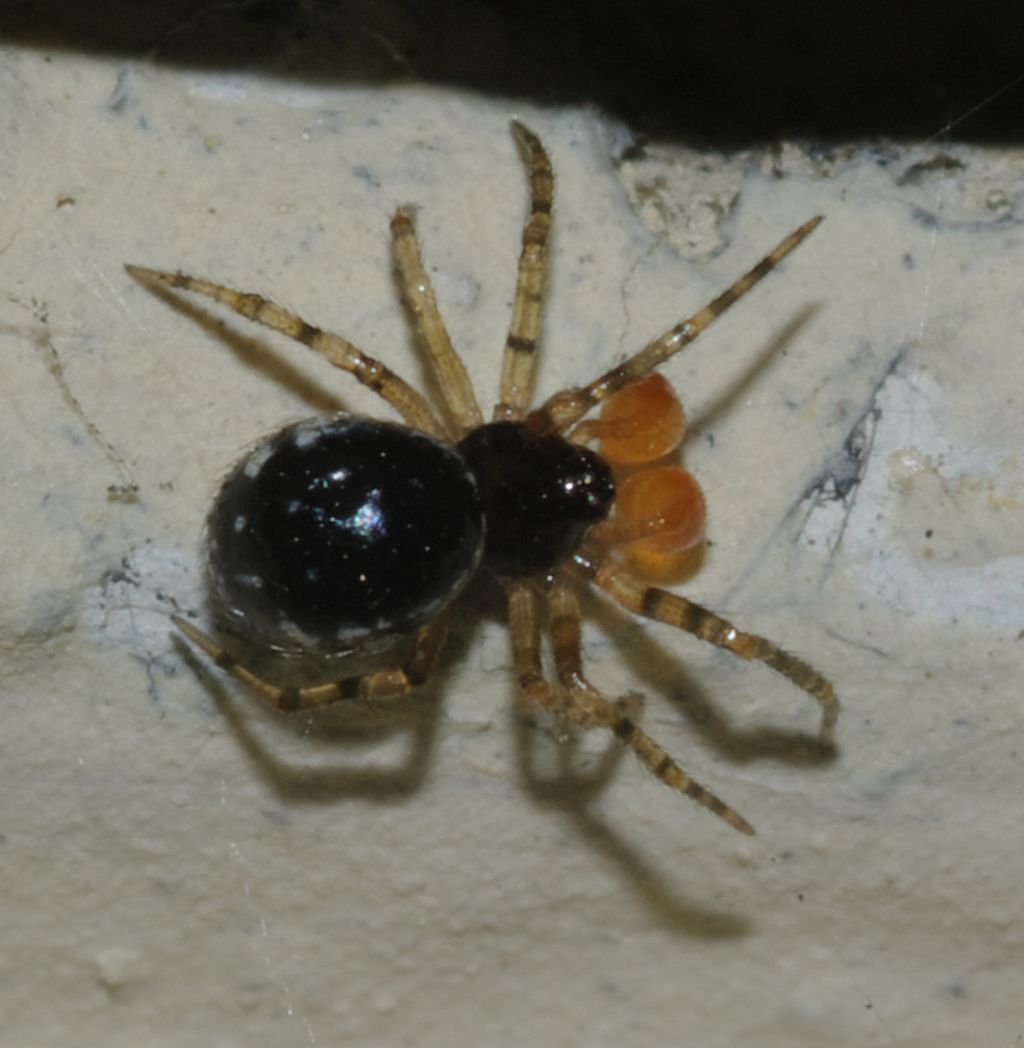 Sardinidion blackwalli - Rende (CS)